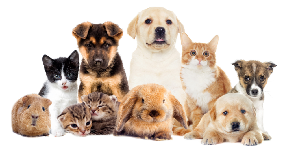 Les secrets de l'océan